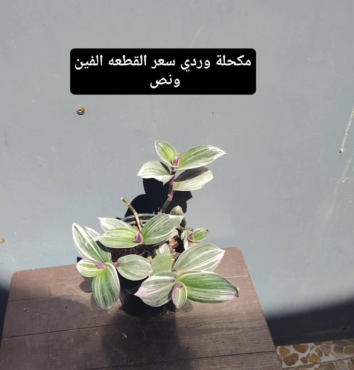 بسم الله الرحمن الرحيم
بعض النباتات المميزة المتوفرةلديناوبأسعار مناسبة 
يوجد لدينا توصيل ايمن أربعة ايسر ثلاثة 
العنوان موصل حي السماح الثانية قرب مدرسة الامام الزهري 
للاستفسار التواصل على الخاص


**إذا كنت صاحب هذا الإعلان وتريد حذفه لأي سبب، رجاءا أرسل رسالة إلى الدعم الفني**