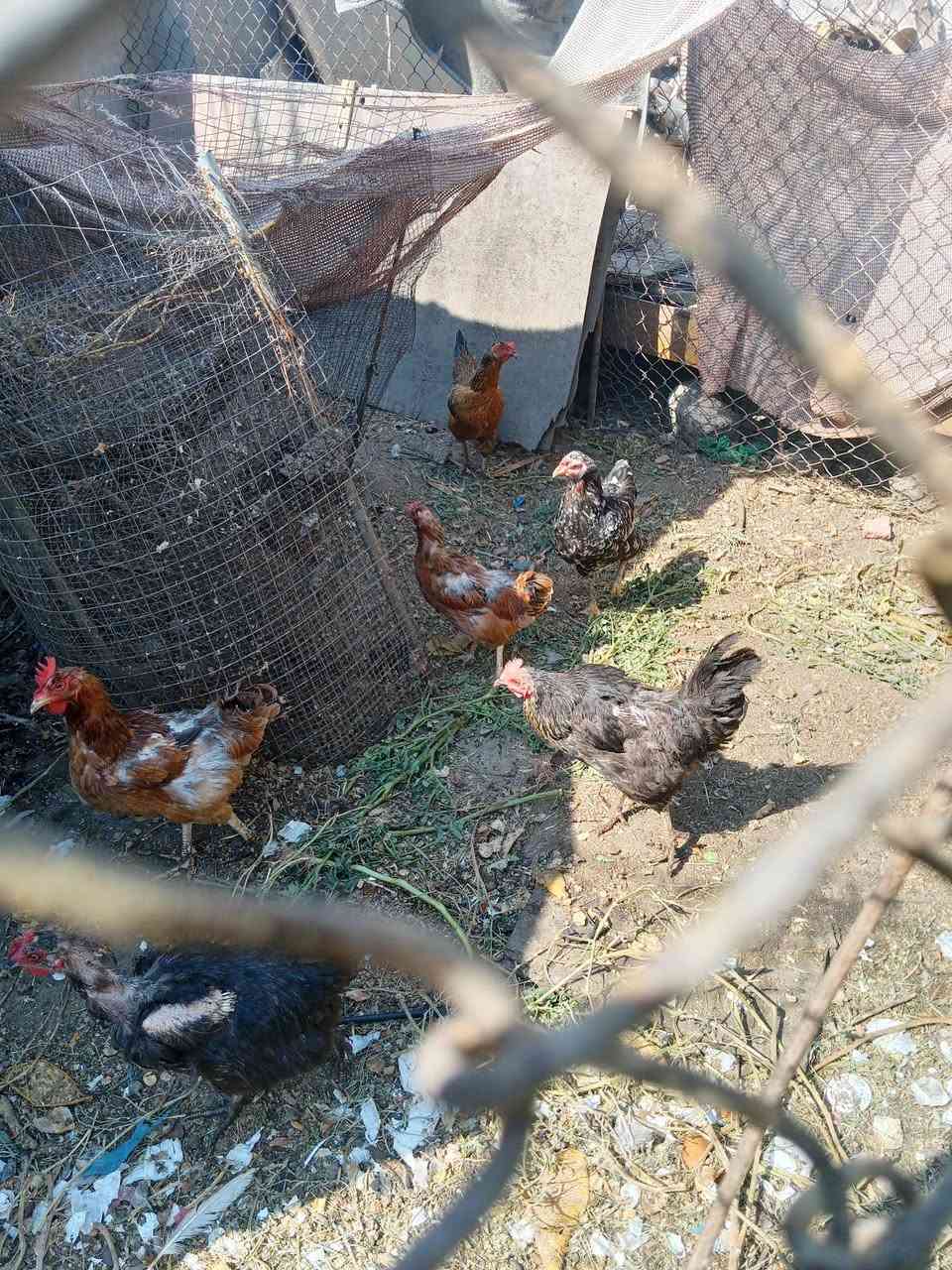 مكلفه بنشر 
دجاج عرب للبيع  نص بياض ونص كرك


**إذا كنت صاحب هذا الإعلان وتريد حذفه لأي سبب، رجاءا أرسل رسالة إلى الدعم الفني**