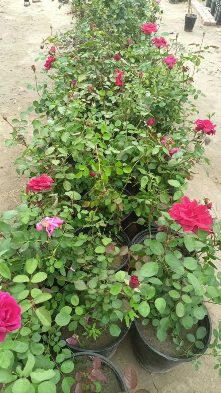 مشتل رسول الزراعي الإنتاج كافة انواع الاشجار الزينه والمثمره كلشي متوفر 
العنوان بابل لمسيب شارع ابو لجاسم نهايته قرب التفصيخ للسيارات القديمه مشتل رسول الزراعي 
***********
