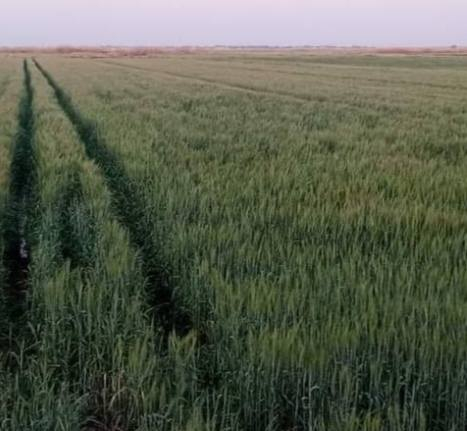 السلام عليكم ارض زراعيه ١٠ دوانم طابو سند ٢٥ تربه جيده جدا كهرباء اساله داخلها تبعد عن التبليط ٣٠٠ متر وعن مركز المدينة ٥ دقايق تباع حسب الطلب سعر الدونم ١٥ مليون وبيها مجال المكان الصويره بدعه حمد ***********
