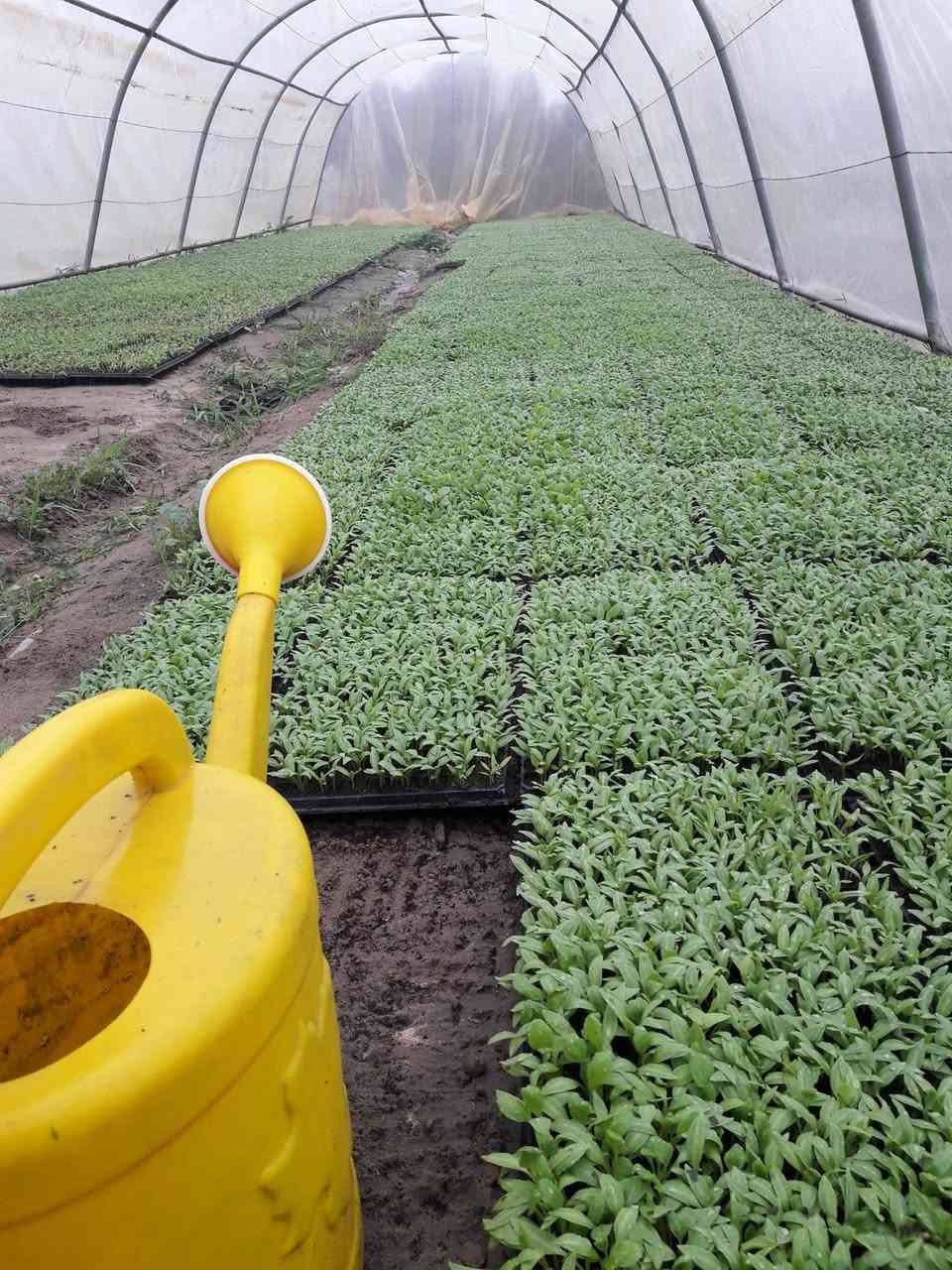 سلام عليكم متوفر دايات على شكل أطباق زراعية باذنجان سوري درجة أولى شرط الشوكي
متوفر فلفل بارد صنف البركة صنف هجين غزير الانتاج جدا شرط مغلفات وليس قواطي 

ومتوفر فلفل حار صنف امبالا صنف غزير الانتاج جدا وكذلك شرط مغلفات وليس قواطي 

ومتوفر خيار مي امريكي صنف صحاري صنف غزير الانتاج جدا ومرغوب تسويقيا كذالك مغلفات وليس قوطيه 

ومتوفر بذور بانيه حسيناويه مال الحلة معروفه متعهد بيه لحين الانتاج أطباق وبذور 

ومتوفر شجر امريكي صنف زيتي غزير الانتاج جدا جدا

ومتوفر خيار عطروزي شرط هجين مغلفات 

وكذلك متوفر طماطه صنف جويل صنف غزير الانتاج جدا جدا كذالك مغلفات وليس قواطي 

وكذلك متوفر شتلات عنب نفس الي بالصورة وكذلك توجد شتلات خوخ زيتي وكذالك توجد شتلات سدر تفاحي ارتفاع من متر وأكثر

وكذلك متوفر شتلات ورد روز ارتفاع مترين العنوان الحلة قرب مرقد السيده شريفة ع السلام

تليفون *********** علما ان هذا الرقم بي واتساب
