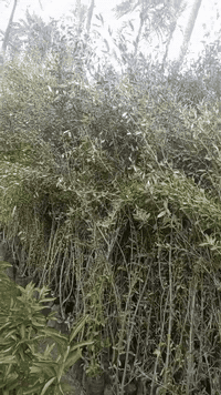 مشتل كرار الزراعي.   لايوجود توصيل فقط للكميه الاجره ع مشتري 

 الأسعار جمله فقط 
وجبه جديده اكثر من مترين ع 3متر 

زيتون خستاوي ارتفاع شتله مترين ع 3متر عود جبر 
معزول كيس ابو 3كيلو سعر 2٫500 
الكميه موجوده 1500شتله حاليا 

كصه ثانيه مال عزل ارتفاع شتله متر ع متر وربع  كيس ابو 3كيلو سعر 1٫250

تحياتي الكم احبتي متابعين 
العنوان بغداد الكريعات يم وقف سني 
واتساب ***********
