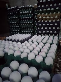 بسم الله الرحمن الرحيم من اليوم واحد محرم الى 10 محرم بيع الطبقه للموا...