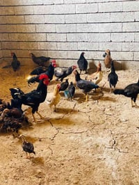 دجاج عرب • فروخ صادرات • الشرگاط