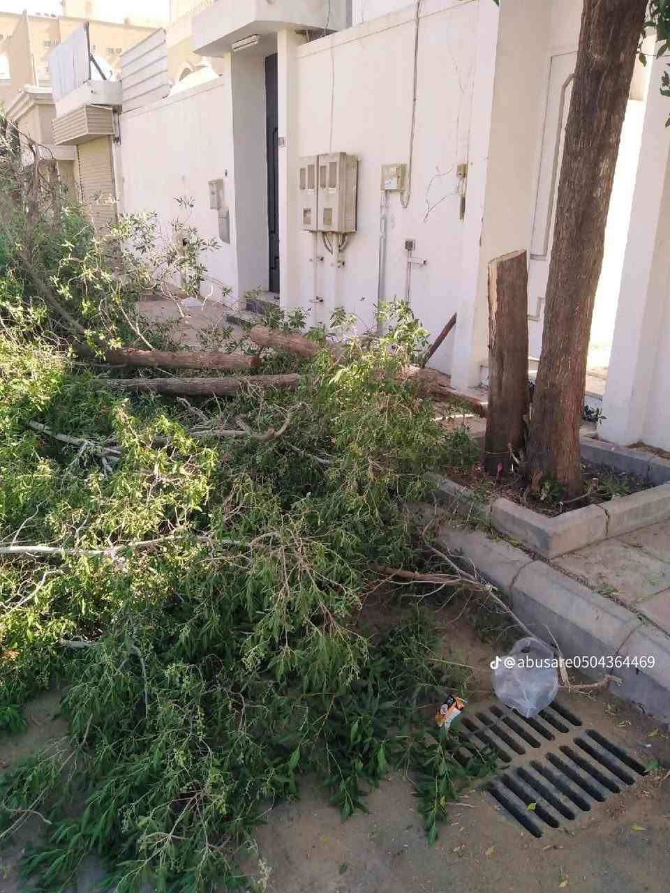 اشتري جميع الاشجار
اي شجرة عندك.اشتري داخل طوريج فقط 
***********
