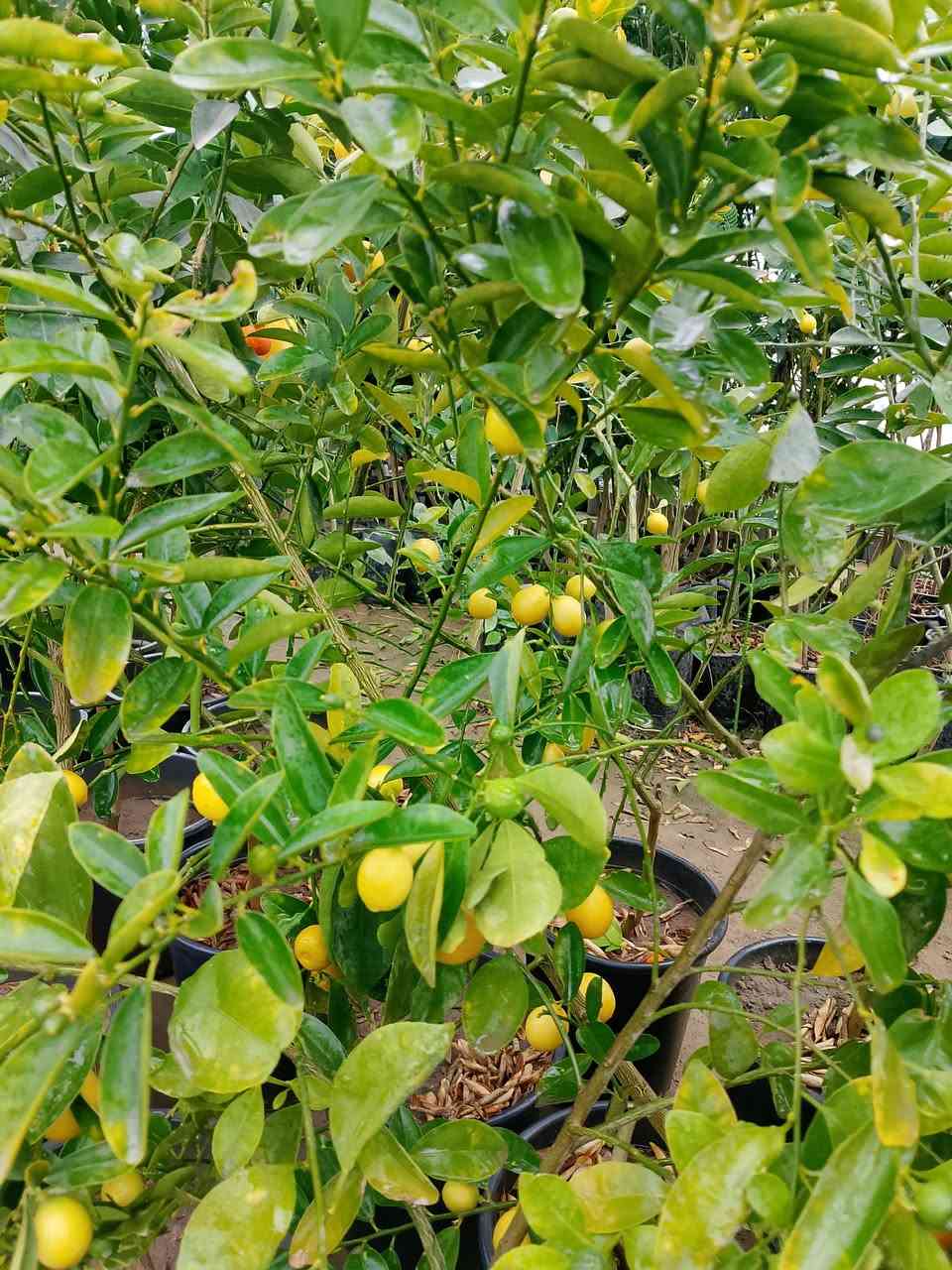 #علان_علان
وصول وجبه اشجار حمضيات ـ ورود- اشجار زينه
10/6/2026


**إذا كنت صاحب هذا الإعلان وتريد حذفه لأي سبب، رجاءا أرسل رسالة إلى الدعم الفني**