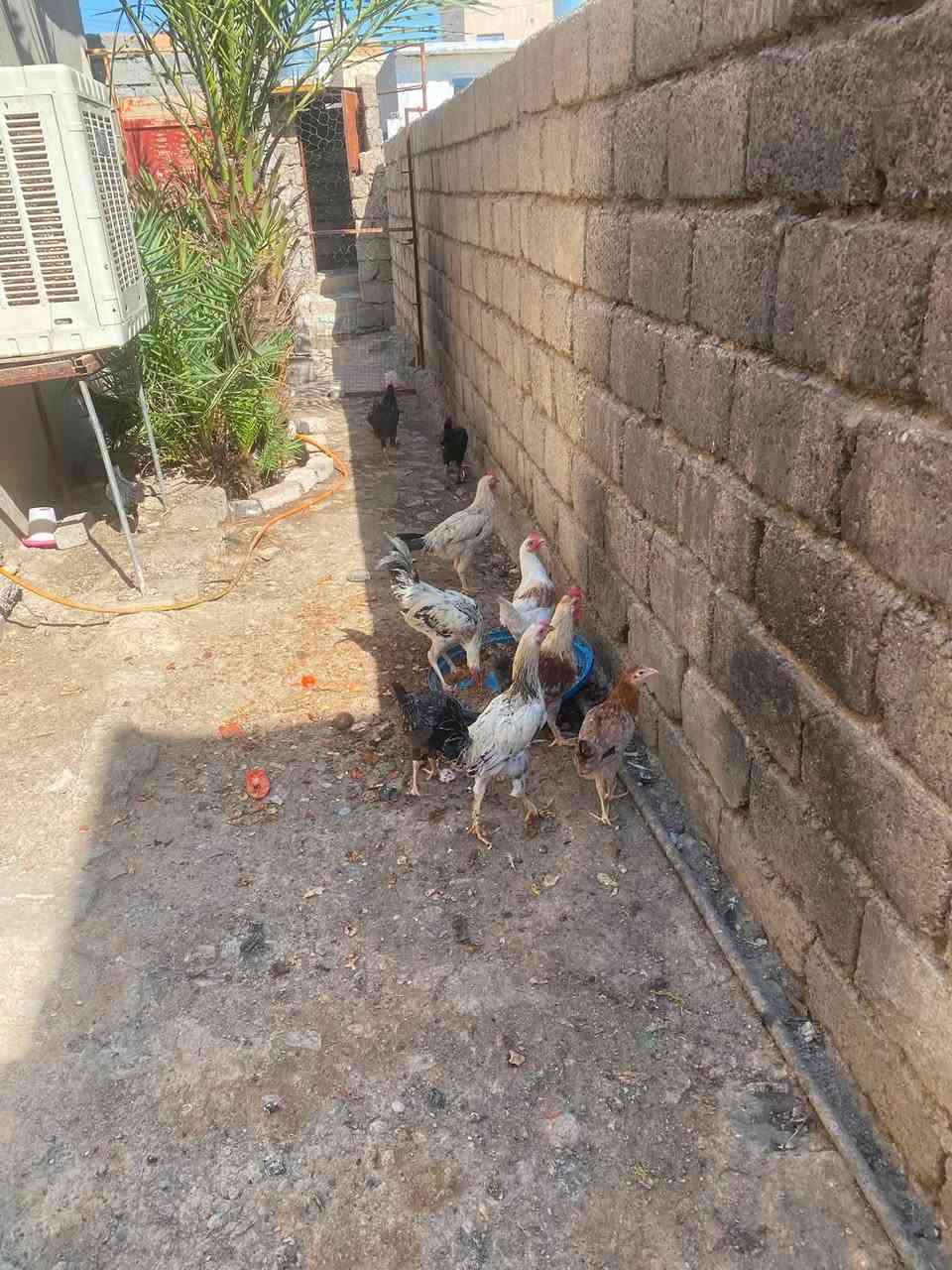 خمس اديوكه. عرب لبيع 
مرتبات ونضيفات مال بيت الديج عله ١٥ 
وديج الجبير  ٢٠
رقمي ***********
