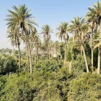 ارض زراعيه • ٣ دونم ونص • ام نعجه عمود ٢٥٦