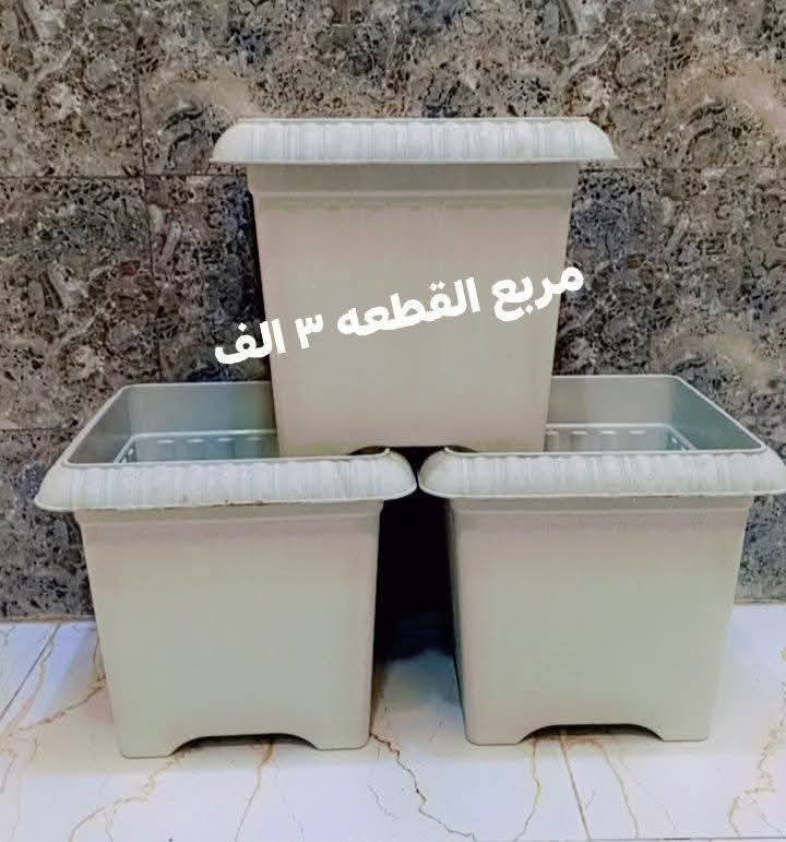 🚕توصيل كل محافظات العراق 🚕 
🪴الزرع لعرض فقط 🪴 
☎️لحجز على خاص ☎️ 
📞***********📞

