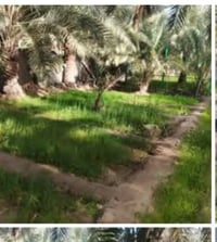 ارض زراعيه • ٢ دونم • شاطي ابو حلانه