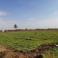 ٥٠٠٠م • طابو زراعي • الشاخة