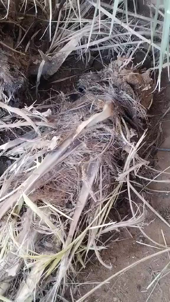 فسايل خستاوي للبيع الزواج 25الف العنوان/كركوك ناحيه الرياض قريه الصفره للاستفسار ‏‪0782 915 9635‬‏
