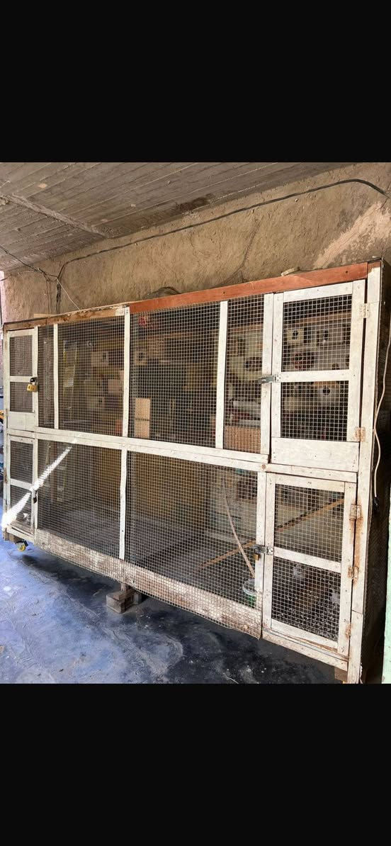 سلام عليكم متاح قفص حطاطه ارضيه وضهر وسكف بلويد طول 3رتفاع2لعرض120 لقفص تريده اربع قفاصه تريده واحد شغل درجه أوله جاهز من كلشي بيوت تكاثر مال فنجس وكناري وغندوره سعر (٢٥٠)وبي مجال رقم رعي بصور قفص


**إذا كنت صاحب هذا الإعلان وتريد حذفه لأي سبب، رجاءا أرسل رسالة إلى الدعم الفني**