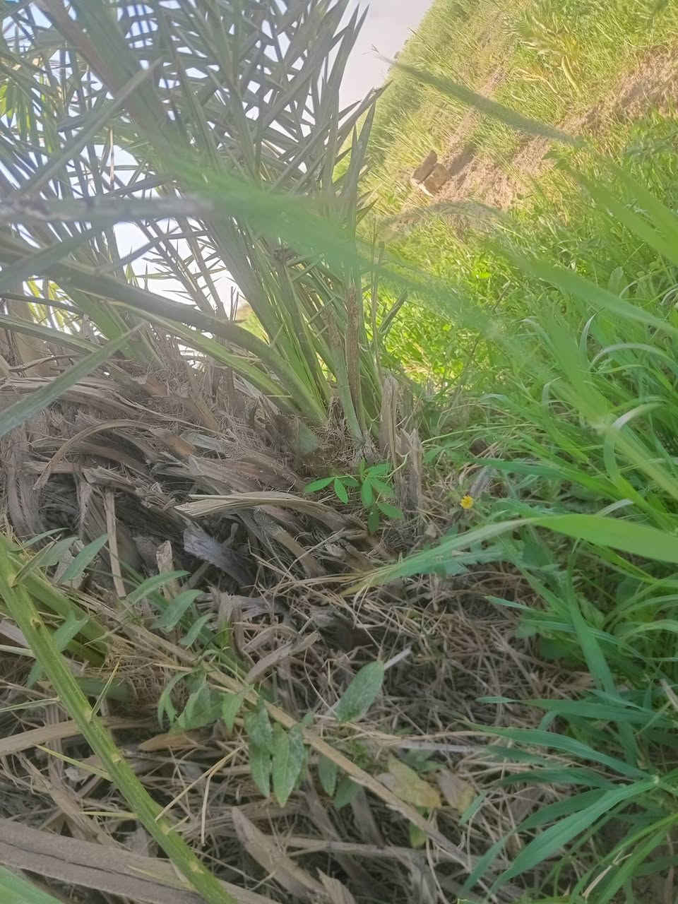 فسائل نخيل شويثي سعر الفسيله مع القلع ب٦لالف مكان النصر قريه خفاجه ***********
