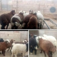 طليان فحله • الكوت البتار • ٨قطع