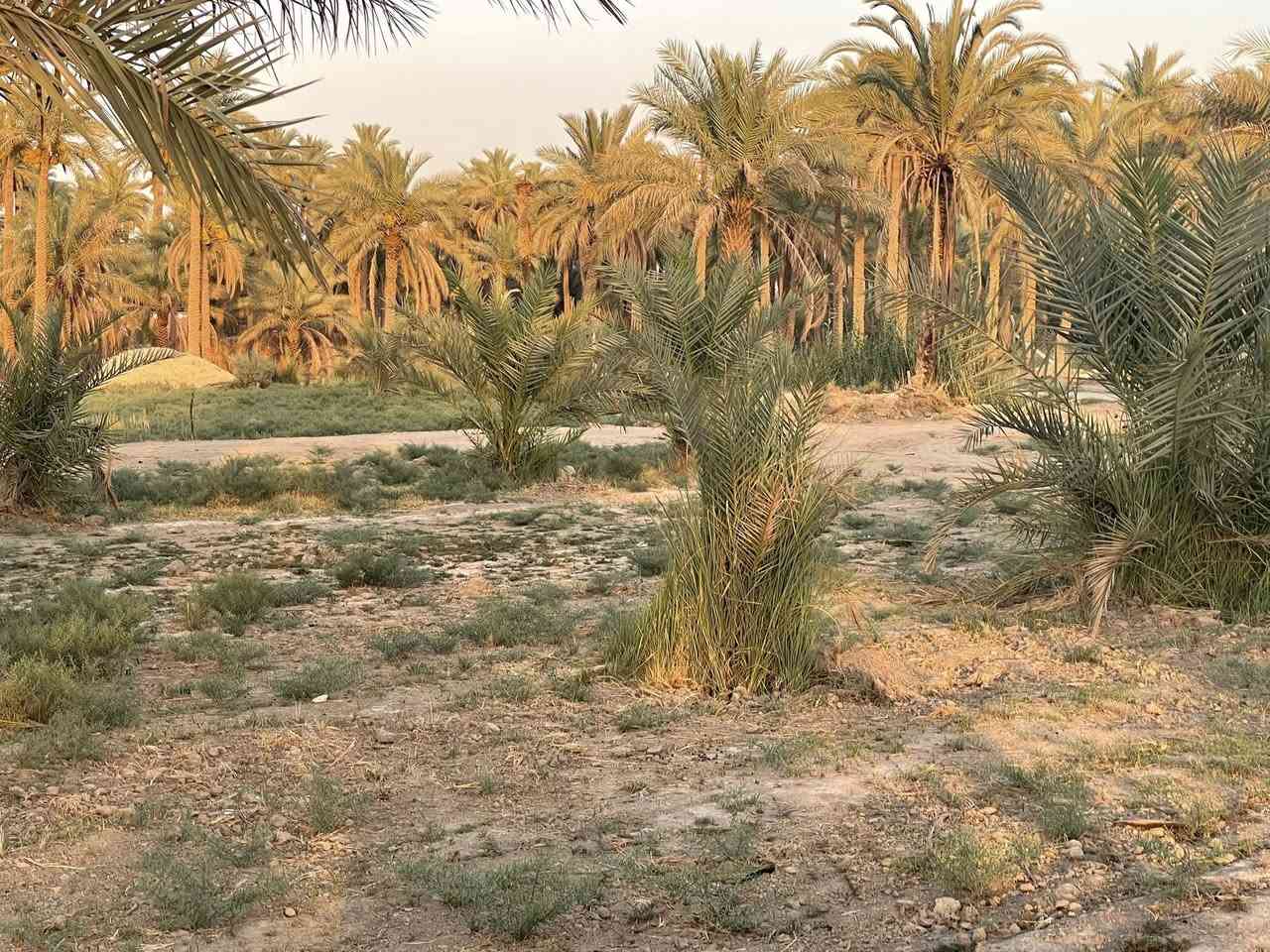 بستان 4دونم طابو زراعي سند 25سند منفرد تحويل بسم المشتري يحتوي على مجموعه من النخيل معه كافت الخدمات ماء كهرباء تبليط مدارس مستوصف كربلاء المقدسة قرب المعهد الفني  طريق كربلاء حله تبعد عن مركز المدينة 15كيلو اي استفسار اتصال عله رقم الهاتف***********,,***********
