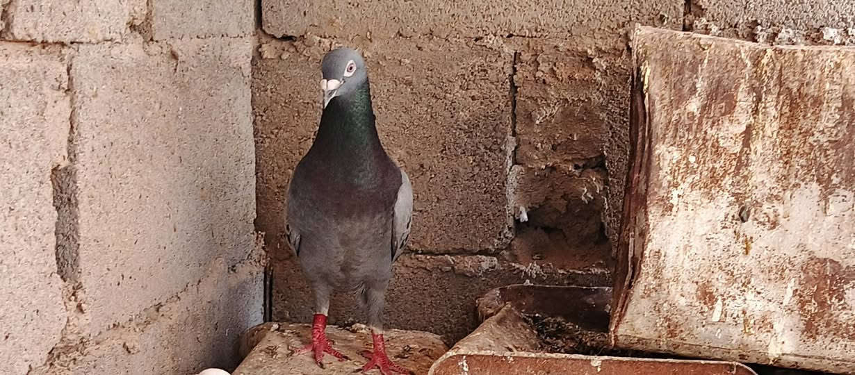 سلام عليكم حمام زواجل وبيتنجانيه للبيع اكثر التفاصيل خاص ويرهم مراوس بطيور حب او بلابل اليفه او فناجس او وصاويص  وتفاصيل خاص


**إذا كنت صاحب هذا الإعلان وتريد حذفه لأي سبب، رجاءا أرسل رسالة إلى الدعم الفني**