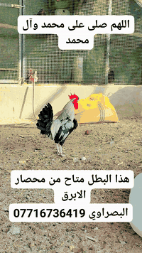 📣 متاح الآن!
هذا البطل من محصار الأبرق 🔥
مرتب وكلش حلو 👌 كدام العين 😍

📍 المكان: البصرة
📞 للتواصل: ***********
🚚 يوجد توصيل إلى كافة المحافظات العراقية بعد تحويل المبلغ

#البصرة #العراق #محصار_الابرق #توصيل_كافة_المحافظات #منتجات_عراقية #عروض_اليوم #بيع_اونلاين #منتجات_مميزة
