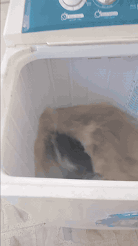 سلام عليكم غساله شرط شغل نظيفه ماداخله تصليح ابد السعر خاص او تصال ع رقم الهاتف ***********
