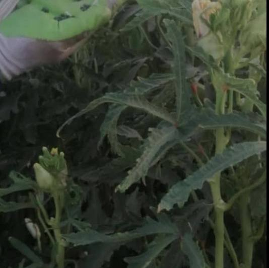 بذور باني متعهد منا للحوي احسن بانيه العمرانيه بانيه فول الرقم ***********
