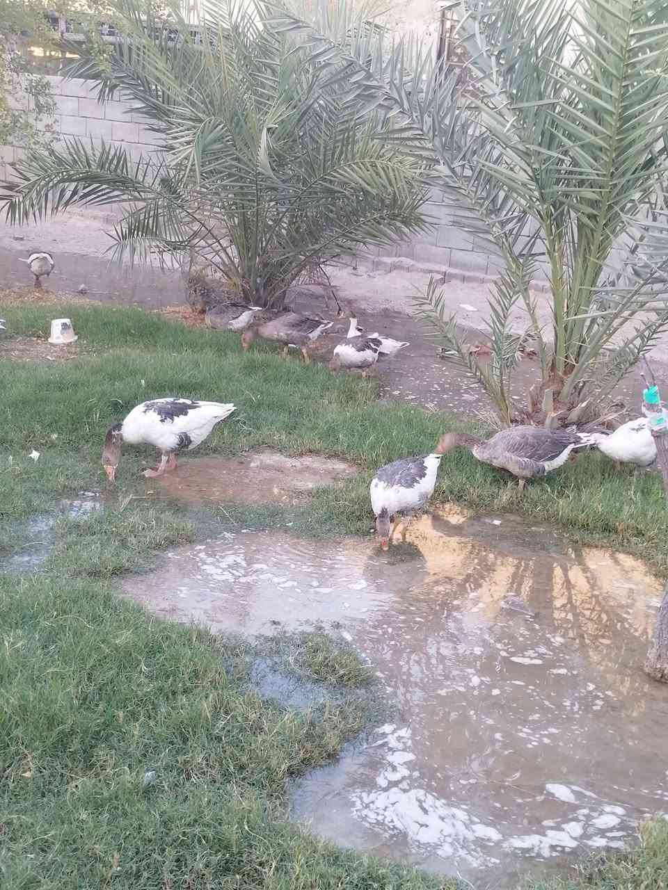 متاح بطوط عربيات الزوج ب ٤٥ المكان الزبير المكصب


**إذا كنت صاحب هذا الإعلان وتريد حذفه لأي سبب، رجاءا أرسل رسالة إلى الدعم الفني**