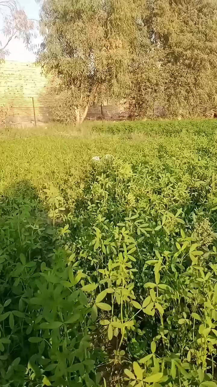 سلام عليكم بستان بيع قطع وبيع الف متر  بي كافت لخدمات ماء كرهباء نبرات مكاني ناصريه وره  روف مدينت  صدر ***********
