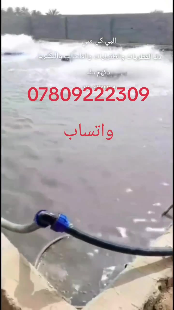 مع المكتب الاستشاري  لماعدة مربي الاسماك، واتساب ***********
تتوفر كافة العلاجات للاسماك ضد الفطريات والطفيليات والطحالب والبكتريا واتساب ***********

