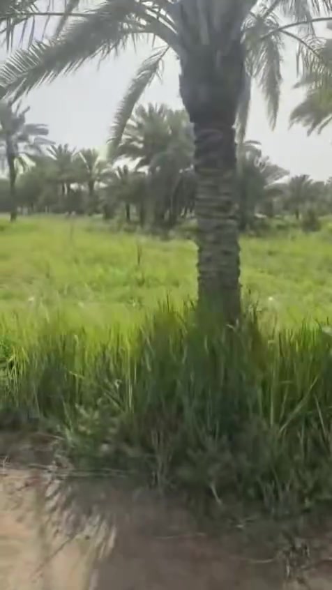 السلام عليكم
مزرعه للبيع المساحه الكليه اربعه او ربع دونم كافه النخيل بيها طابو زراعي سند 25 تحويل مباشر كل تفاصيل داخل الفديو العنوان حله ابو غرق اسم المنطقه النخيله الغربيه للاستفسار الاتصال على الارقام 
***********
***********
أو زياره مكتب 🛣️ السور الامين شارع 100قرب مدرسه الطفوف
