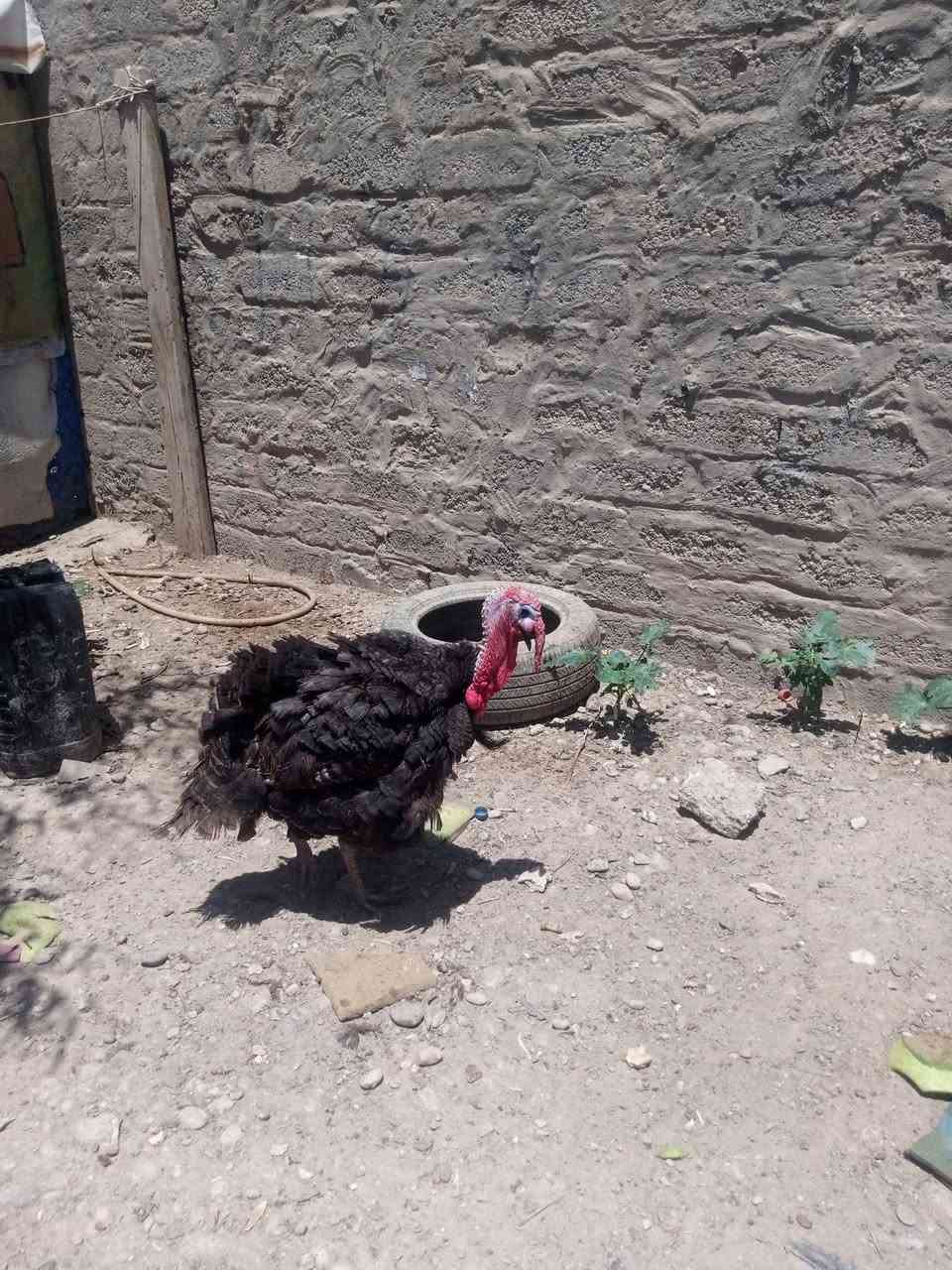 السلام عليكم يوجد دجاج عرب شرط نظيف درجه اولى مال بيت فسيفس فحل ب 75 ونثايه فسيفس العدد اثنين الوحده 30 ودجاج عرب سعر الدجاجه الوحده 12,000 ويوجد بط بياض سعر البطه سعر الزوج ب 12,000 دينار ويوجد بطء صغار سعر الزوج 10وقبچ سعر الزوج 25 ثنين فحله وواحد نثيا بياضه المكان تكريت القادسيه اقرا وردي الاتصال والاستفسار *********** ويوجد دجاجه كاركه بيض فسيفس وقبل جواها ب30
