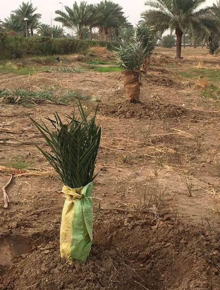 أن شاء الله موسم خير وبركه على الجميع
يتوفر لدينا جميع احجام النخيل 🌴
واصنافها     عمراني.    التبرزل.   مكتوم.  برحي.  قيطاس 
جمالي.   اشرصي.   ابرين.   حمراوي.  شكر.  اشويثي اصفر.   
  للحجز وطلب الاستفسار مراسله الصفحه او الاتصال على الرقم ***********📞 واتساب
