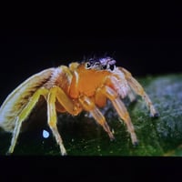 رويل الرحمان • شاشه ٥٠ • جودة ٥K