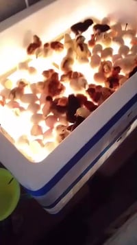 متوفر فقاسه صنع محلي 100بيضه بسعر 85الف متوفر توصيل مجاني للحجز واتساب...