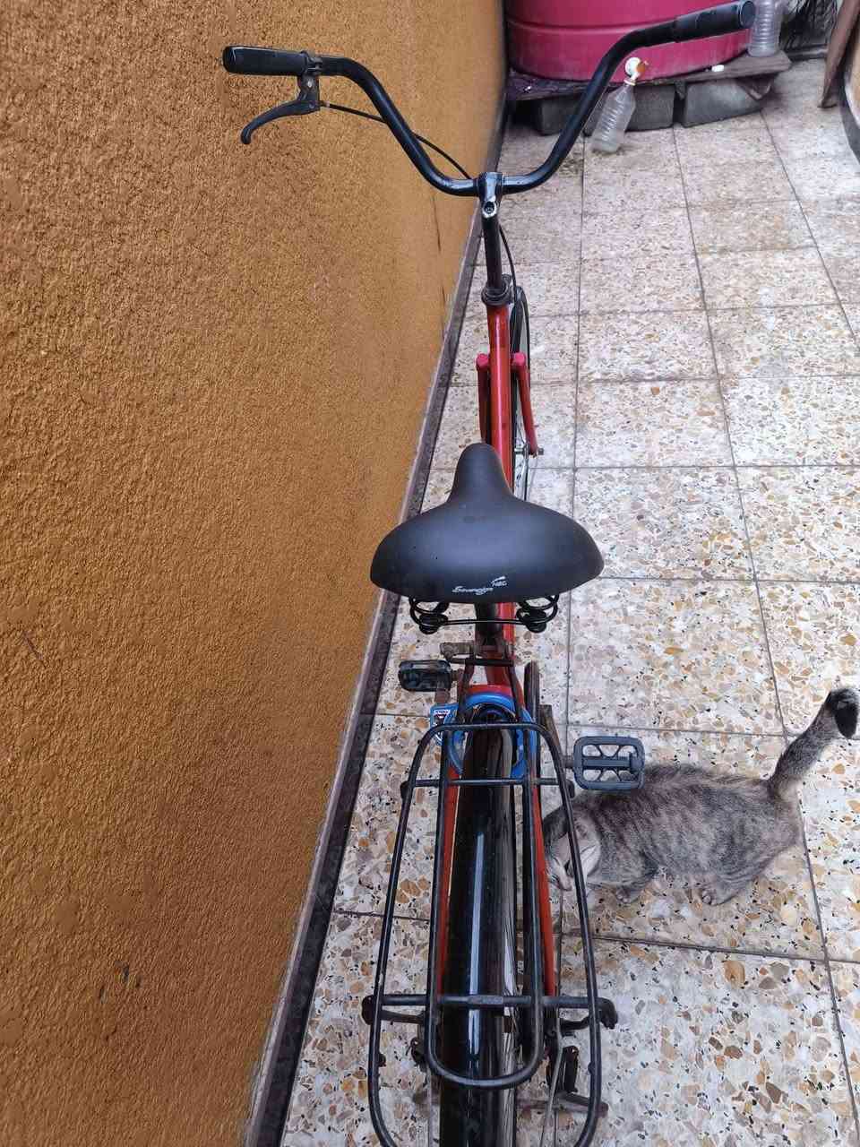 السلام عليكم اخوان بايسكل للبيع سياحي حجم 26 مصبوغ فوك الصبغ مالته البايسكل التايرات جدد الرنكات جدد المداكر جدد الصينيه جديده الكشن جديد البريك شغال القفل شغال كامل امكمل سعره 50بي مجال قليل والبايسكل غراضه جدد 
مكاني بصره صبخة العرب 
رقم ***********
