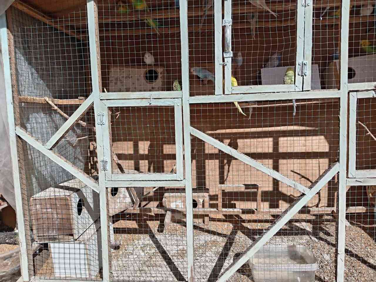 40 بلبل للبيع همه والقفص مالتهم
 صحتهم حيل زينه اي مرض مابيهم 
جواهم بيض وفروخ
*********** واتساب واتصال
