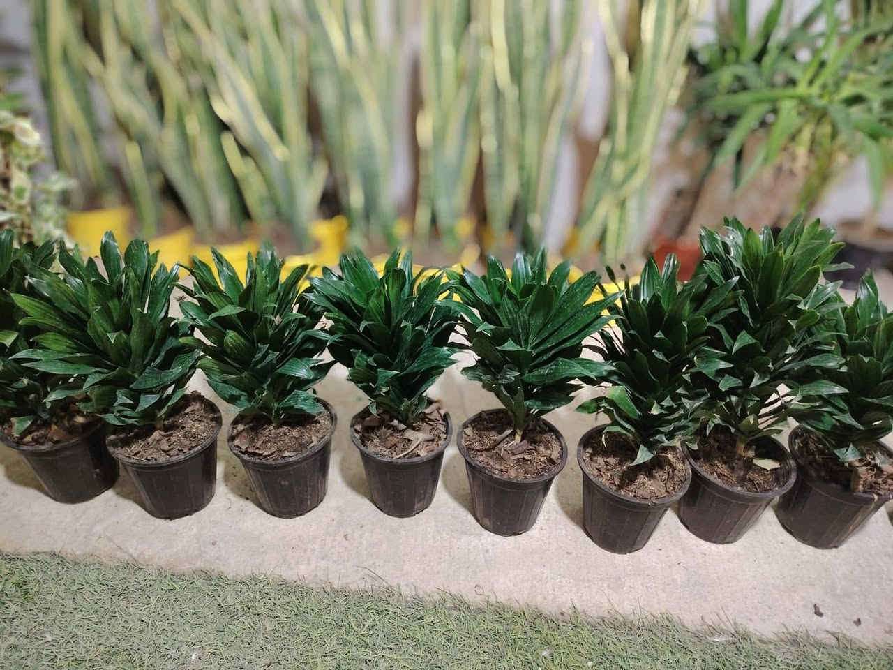 وصلتنا وجبة جديدة من انواع شتلات داخلي وخارجي عنوان شارع علوة مخضر قريب دائرة نفوس الاتصال ٧ ٠٧٧٠١٠٠٧١٧ ***********٤
