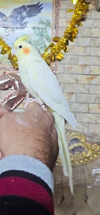 نثيه وفحل كوكتيلات اليفات ومزاوجات تبزير عراقي العنوان مدينة الصدر 077...