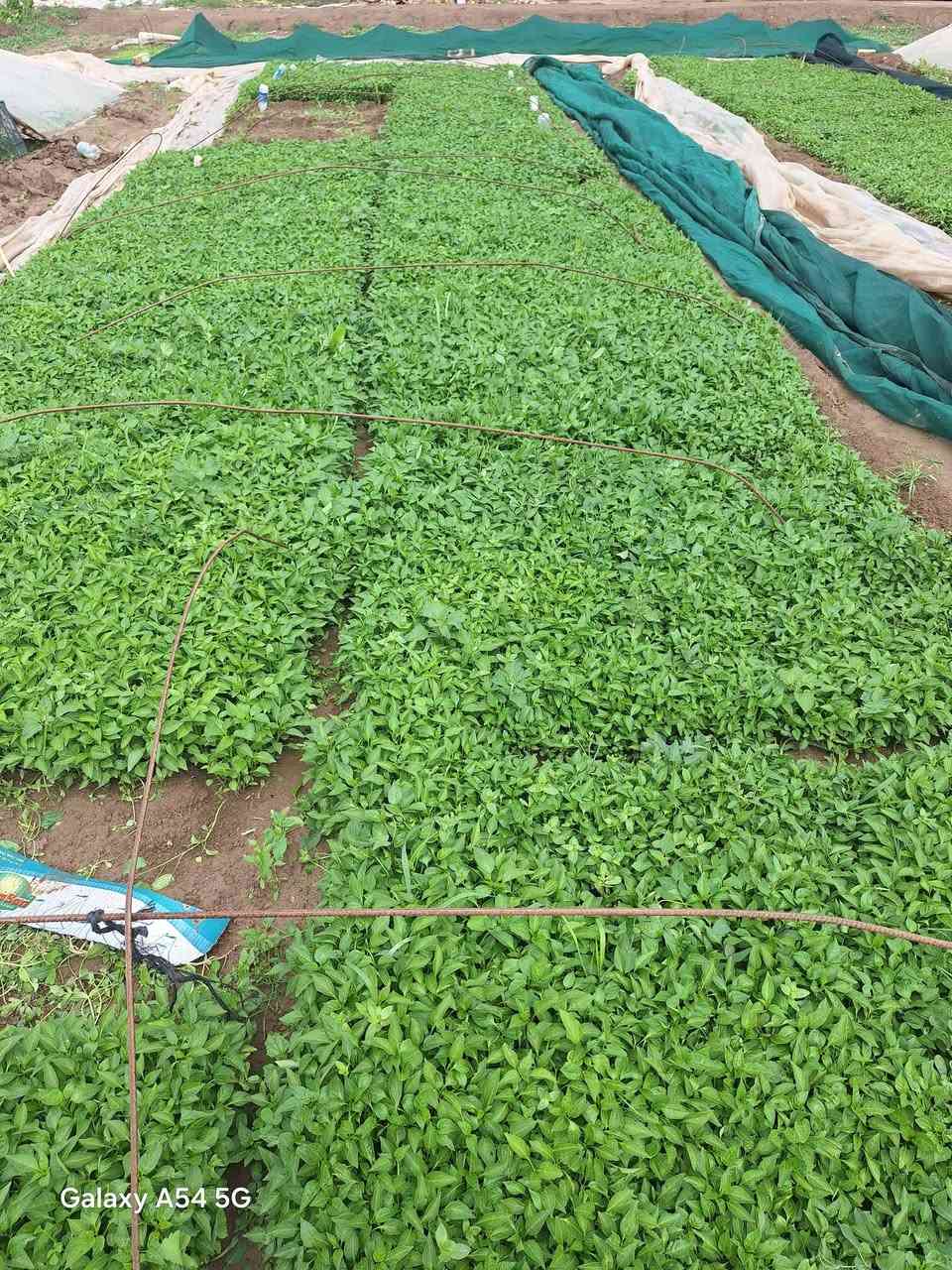 اللهم صل على محمد وال محمد
السلام عليكم يوجد دايات فلفل حار وبارد درجه اولى جاهزه للشتال العنوان بابل /جبله طريق صويره مشروع  (مشتل المصطفى )للاستفسار والحجز الاتصال ***********/*********** 
لايوجد لدينا توصيل
