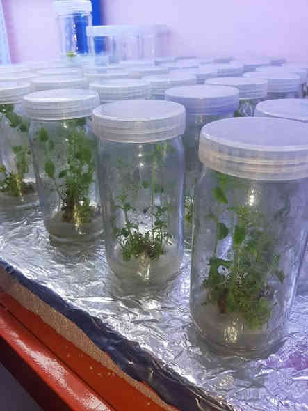 بسم الله الرحمن الرحيم
يعلن مشتل ومختبرالشاهين الزراعي 
🌿 متوفر الآن شتلات نسيجية من نبات الاستيفيا – بديل السكر الطبيعي 🌿
لاصحاب المشاريع الزراعيه وطلاب الدراسات ممكن توفير كميات بعد الأنفاق 

هل تريد بديل صحي وطبيعي للسكر؟
نوفر لكم شتلات استيفيا نسيجية عالية الجودة، سريعة النمو ومناسبة لزراعة الحدائق والمزارع وحتى الأواني المنزلية.

✨ مميزات نبات الاستيفيا:

أحلى من السكر بأكثر من 20 مرة

بديل صحي لمرضى السكري

قليل السعرات وممتاز للحمية

نبات اقتصادي وسهل العناية ومناسب لأجواء العراق

📍 متوفر الآن في مشتلنا – الكمية محدودة

للاستفسار والحجز:
📞 ***********

---
