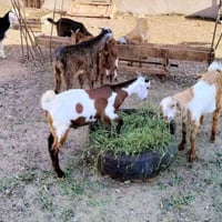 للبيع • متوازي • شلع • بيع مستعجل • حالة مرضية • بيع على الحالة