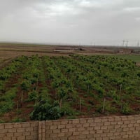 اشجار عنب • غراس عنب • كروم