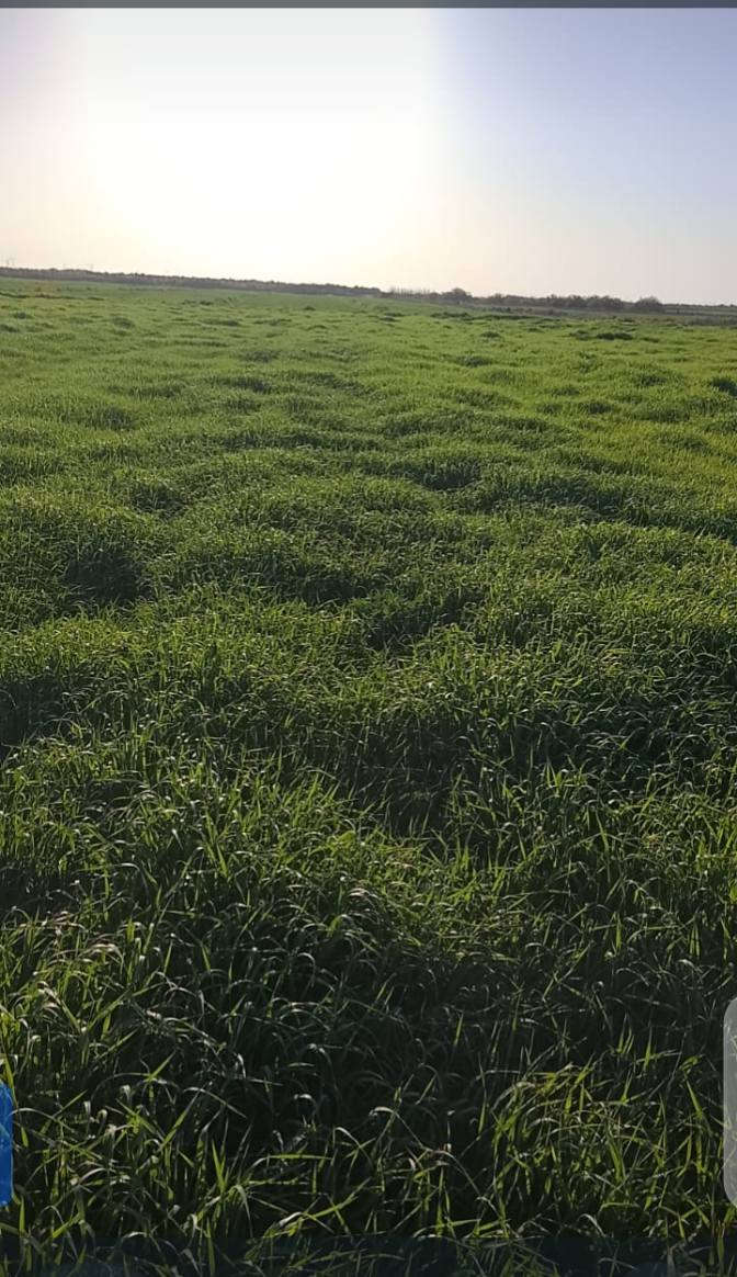 السلام عليكم
جاير دغل وبرسيم 18 دونم  قطاع 1؟
الاتصال ***********
