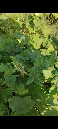 بذور • من البيت • قلعة صالح