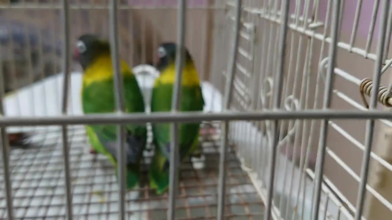 زوج غندور مستوى عالي الزوج أفحله


**إذا كنت صاحب هذا الإعلان وتريد حذفه لأي سبب، رجاءا أرسل رسالة إلى الدعم الفني**