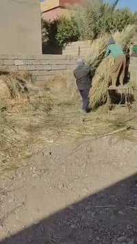 ماكنة جرش التبن • ٧٠ حصان • ٦٨٥ كغم