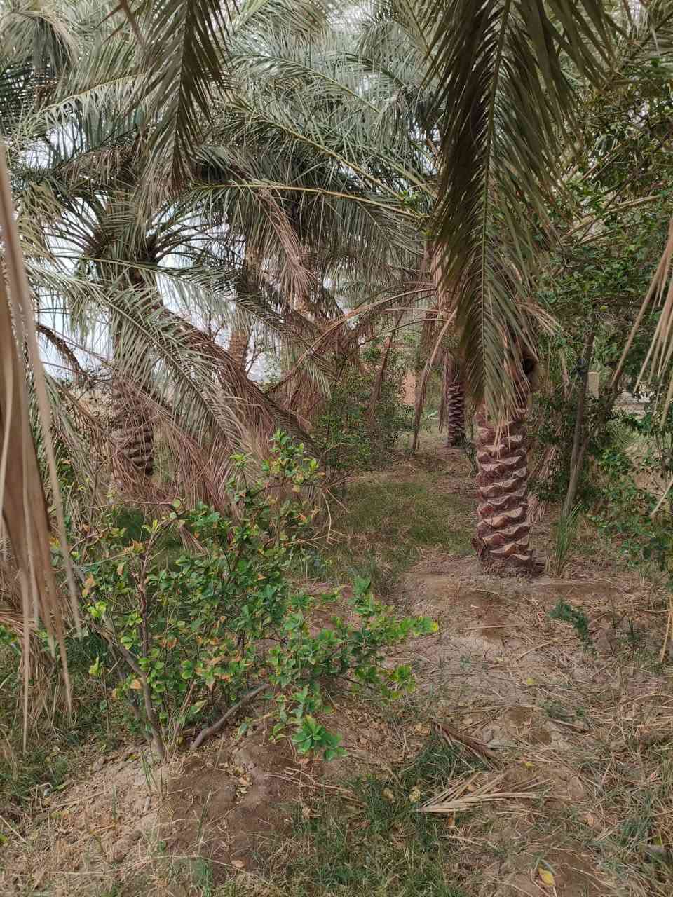 قطعة ارض #للبيع  
طابوو زراعي سند 25 تحويل
مع بيتين الاول حديث والآخر بناء قديم
المساحة 6 دونم ونصف
الموقع /بابل/مشروع المسيب/منطقة البدعه
قرب مدرسة المآثر الابتدائية 
كامل الخدمات ماء كهرباء وشارع للأرض 
السعر// 225 وبي مجال 

للأستفسار الاتصال على:
***********
او واتساب 
***********
