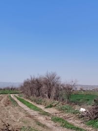 اليريد حطب رمان يجي بس يحمل عالبستان الرقم 07816266695