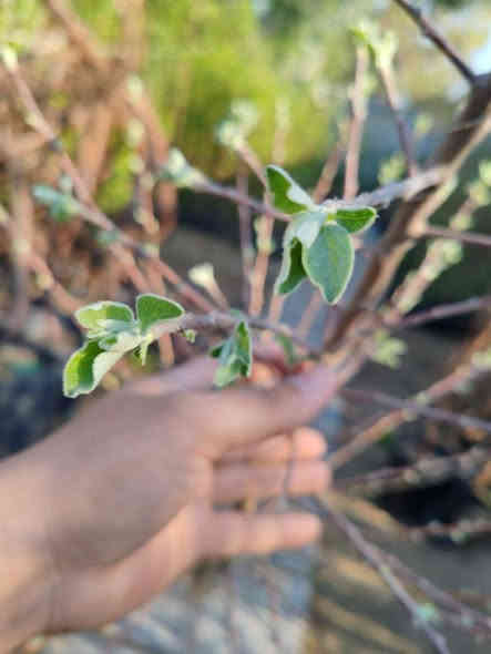 تفاح الابراهيمي
صنف عراقي باأمتياز ولادته في العراق وهو اجود ماانتجته بلاد الرافدين 

حجم ثمر كبير طعم ونكهه ولون ويقاوم ظروفنا الحاره 
ننصح من يرغب في الاستثمار يزرع صنف الإبراهيمي.

سعر /    9 الف 
طول / متر واقل 

متوفر لدى مشتل المصطفى  
للطلب  او  الاستفساار  ***********
عنوان / تقاطع سبعه نيسان
