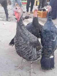 علويات • عداد ٤ • موصل يمين