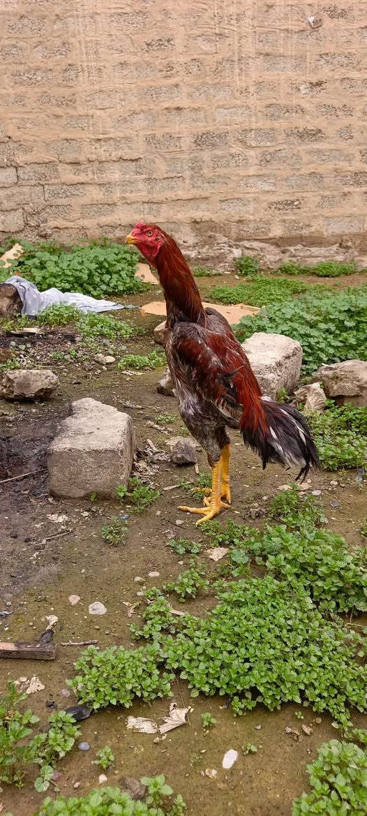 متاح ديج هندي راس قوي عمرة سنة بعدة باول عمرة سعرة 60
 ***********
***********
