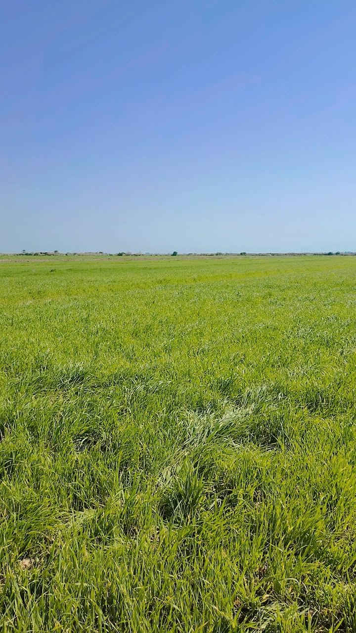 السلام عليكم كاع  60   دونم شروه للبيع مكان شارع أبو الماش ***********
